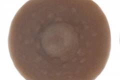 Chocolate-Silk